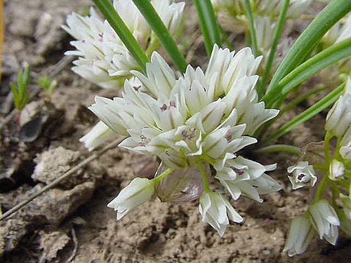 Simil onion: Allium simillimum in southwest Idaho