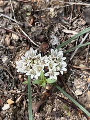 Simil onion (Allium simillimum)
