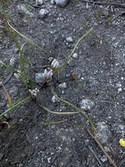 Simil onion (Allium simillimum)