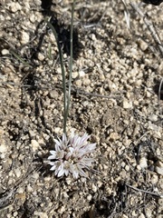 Simil onion (Allium simillimum)