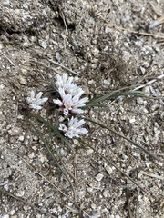 Simil onion (Allium simillimum)