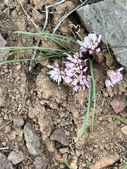 Simil onion (Allium simillimum)