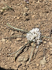 Simil onion (Allium simillimum)