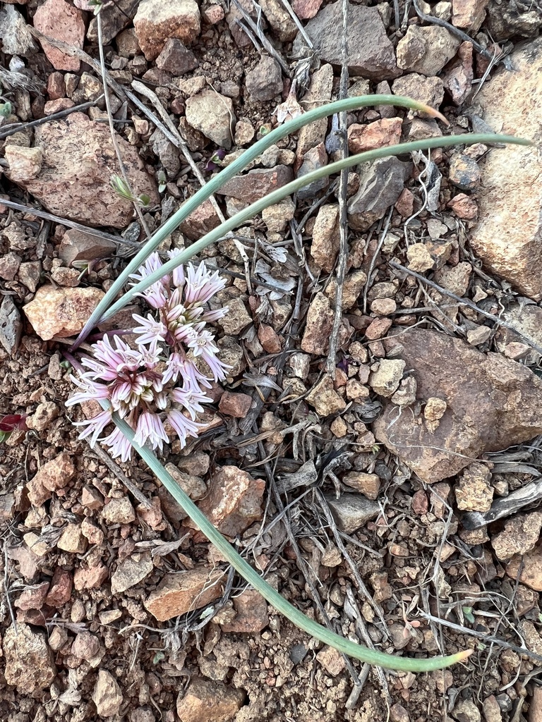 Simil onion (Allium simillimum)