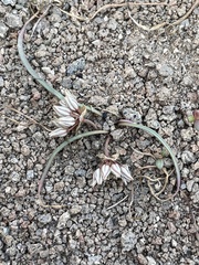 Simil onion (Allium simillimum)