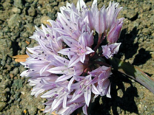 Siskiyou onion: Allium siskiyouense at Pilot rock