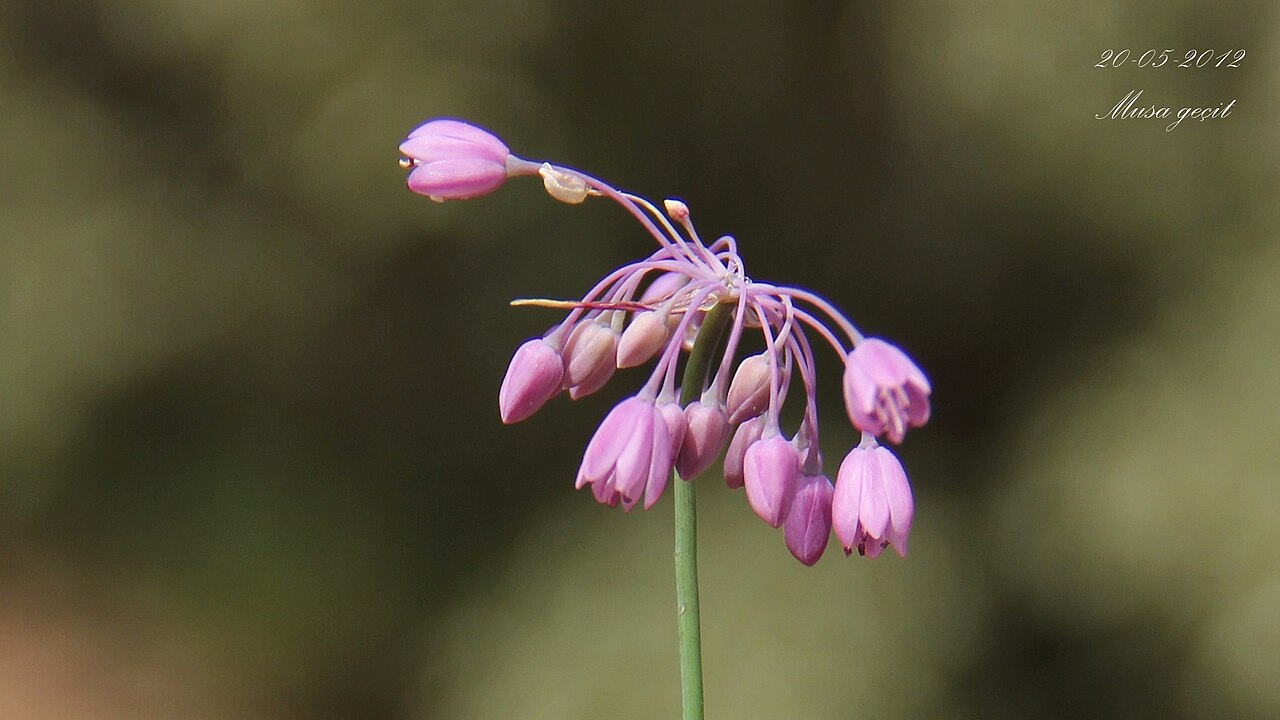 Allium sivasicum: Yer:Mardin/Allium sivasicum