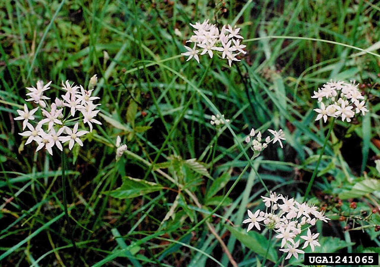 Little River Canyon onion: Allium speculae in DeKalb Co., Alabama, USA