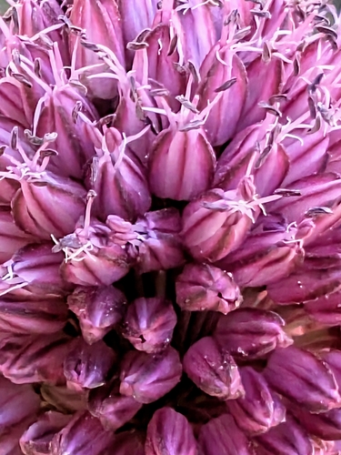 Roundheaded leek (Allium sphaerocephalon)