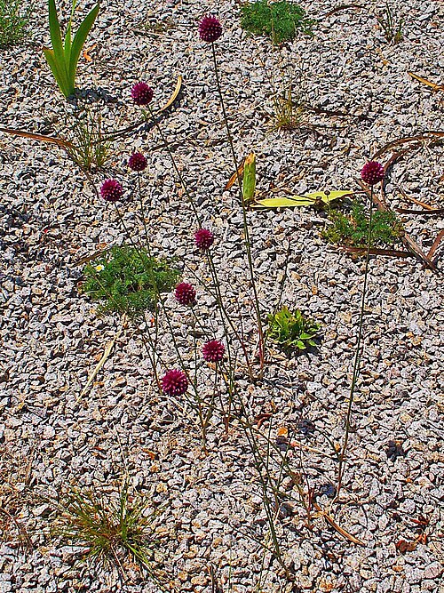 Roundheaded leek: Allium sphaerocephalon , Alliaceae, Round-headed Leek, Round-headed Garlic, Ball-head Onion, habitus; Karlsruhe, Germany.