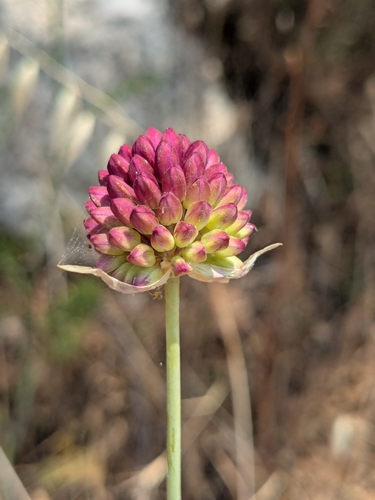 Roundheaded leek (Allium sphaerocephalon)