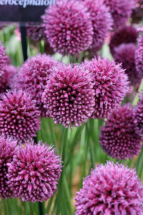 Roundheaded leek: Allium sphaerocephalon. Taken during Tatton Park Flower Show 2009