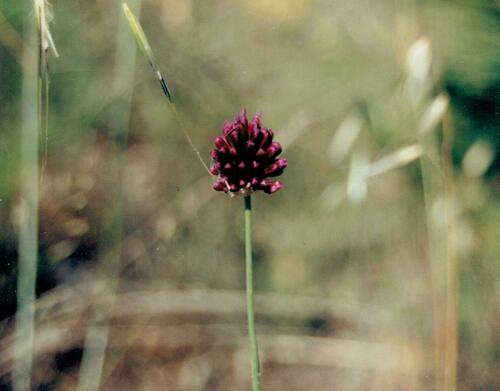 Roundheaded leek (Allium sphaerocephalon)