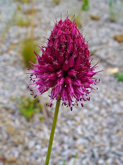 Roundheaded leek: Allium sphaerocephalon , Alliaceae, Round-headed Leek, Round-headed Garlic, Ball-head Onion, inflorescence; Karlsruhe, Germany.