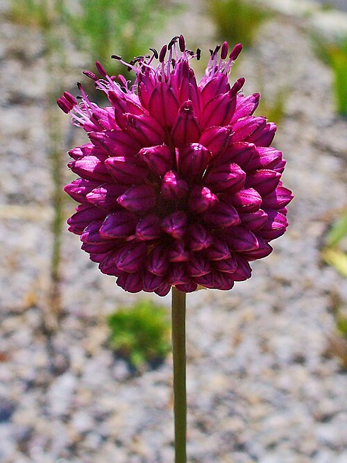 Roundheaded leek: Allium sphaerocephalon , Alliaceae, Round-headed Leek, Round-headed Garlic, Ball-head Onion, inflorescence; Karlsruhe, Germany.
