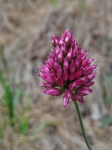 Roundheaded leek (Allium sphaerocephalon)