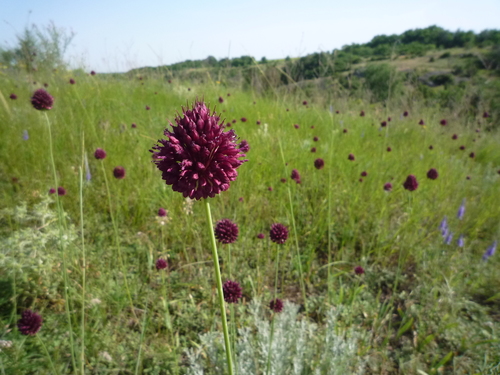 Roundheaded leek (Allium sphaerocephalon)