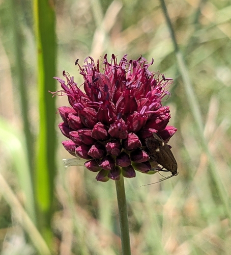 Roundheaded leek (Allium sphaerocephalon)