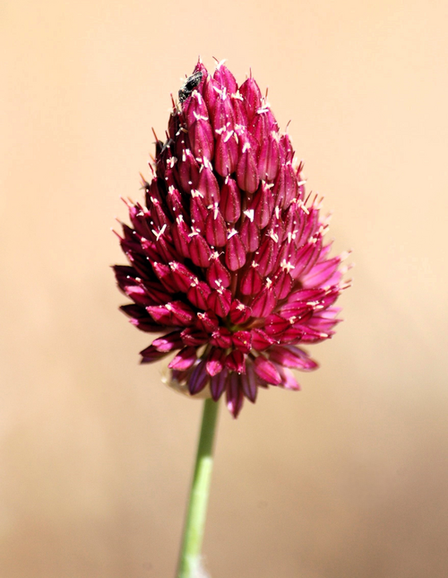 Roundheaded leek: Allium sphaerocephalon inflorescence, Alcalá de Henares ( Community of Madrid - Spain ).