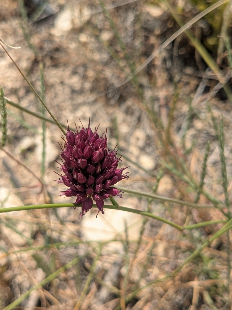 Roundheaded leek (Allium sphaerocephalon)