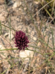 Roundheaded leek (Allium sphaerocephalon)