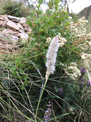 Allium spicatum (Allium spicatum)