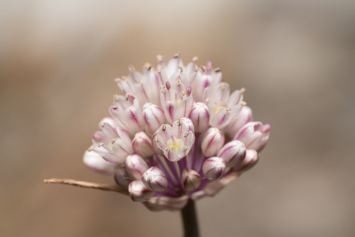Allium staticiforme (Allium staticiforme)