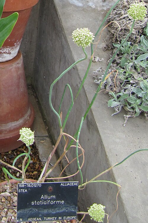 Allium staticiforme: Flickr description A June day at Kew Gardens ... also seen are Allium staticiforme and something in the Compositae family at the back.