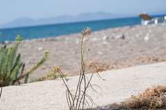 Allium staticiforme (Allium staticiforme)
