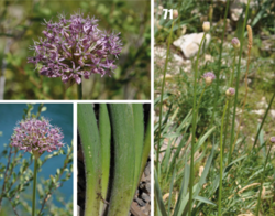 Persian shallot: Allium stipitatum in Tajikistan.