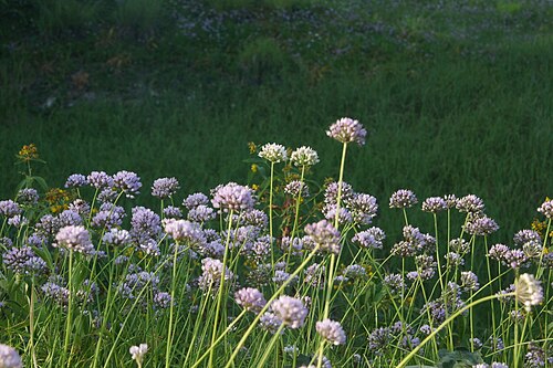 Allium suaveolens: Dišeči luk na Radenskem polju.