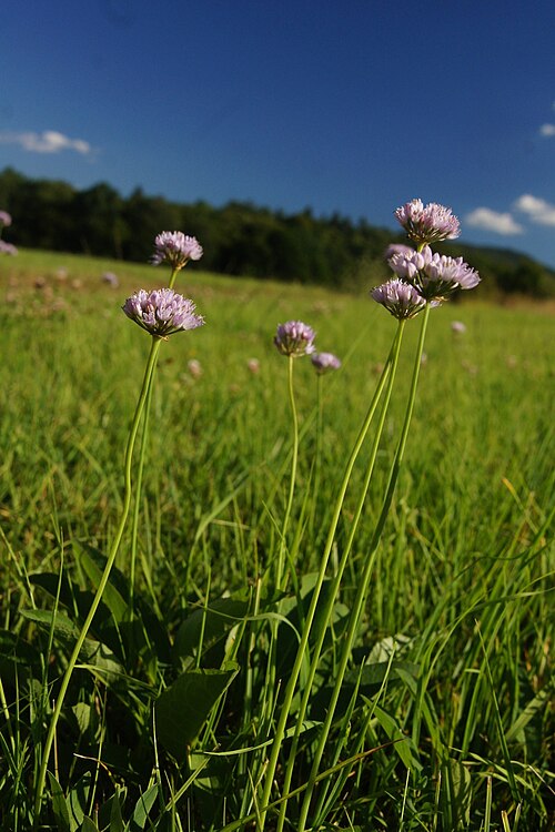 Allium suaveolens: Dišeči luk na Radenskem polju.