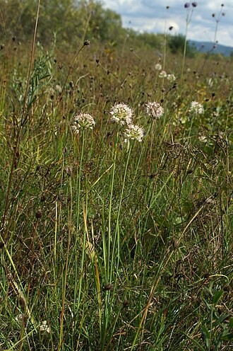 Allium suaveolens: Dišeči luk na Cerkniškem jezeru.