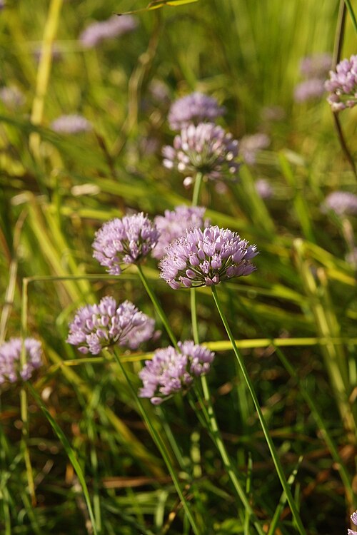 Allium suaveolens: Dišeči luk na Radenskem polju.