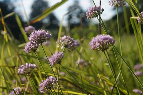 Allium suaveolens: Dišeči luk na Radenskem polju.