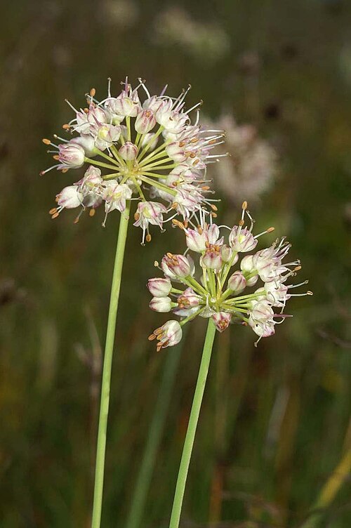 Allium suaveolens: Dišeči luk na Cerkniškem jezeru.