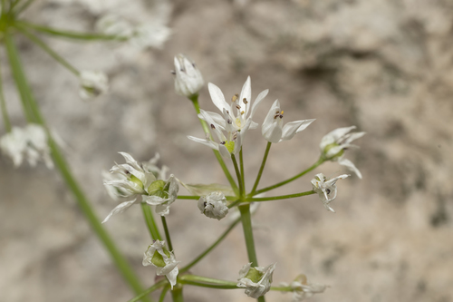 Hairy garlic (Allium subhirsutum)