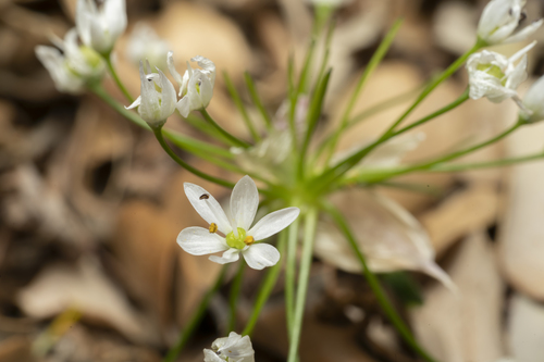 Hairy garlic (Allium subhirsutum)