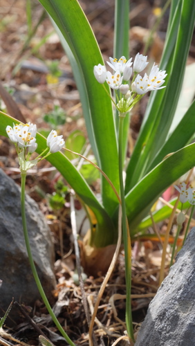 Hairy garlic (Allium subhirsutum)