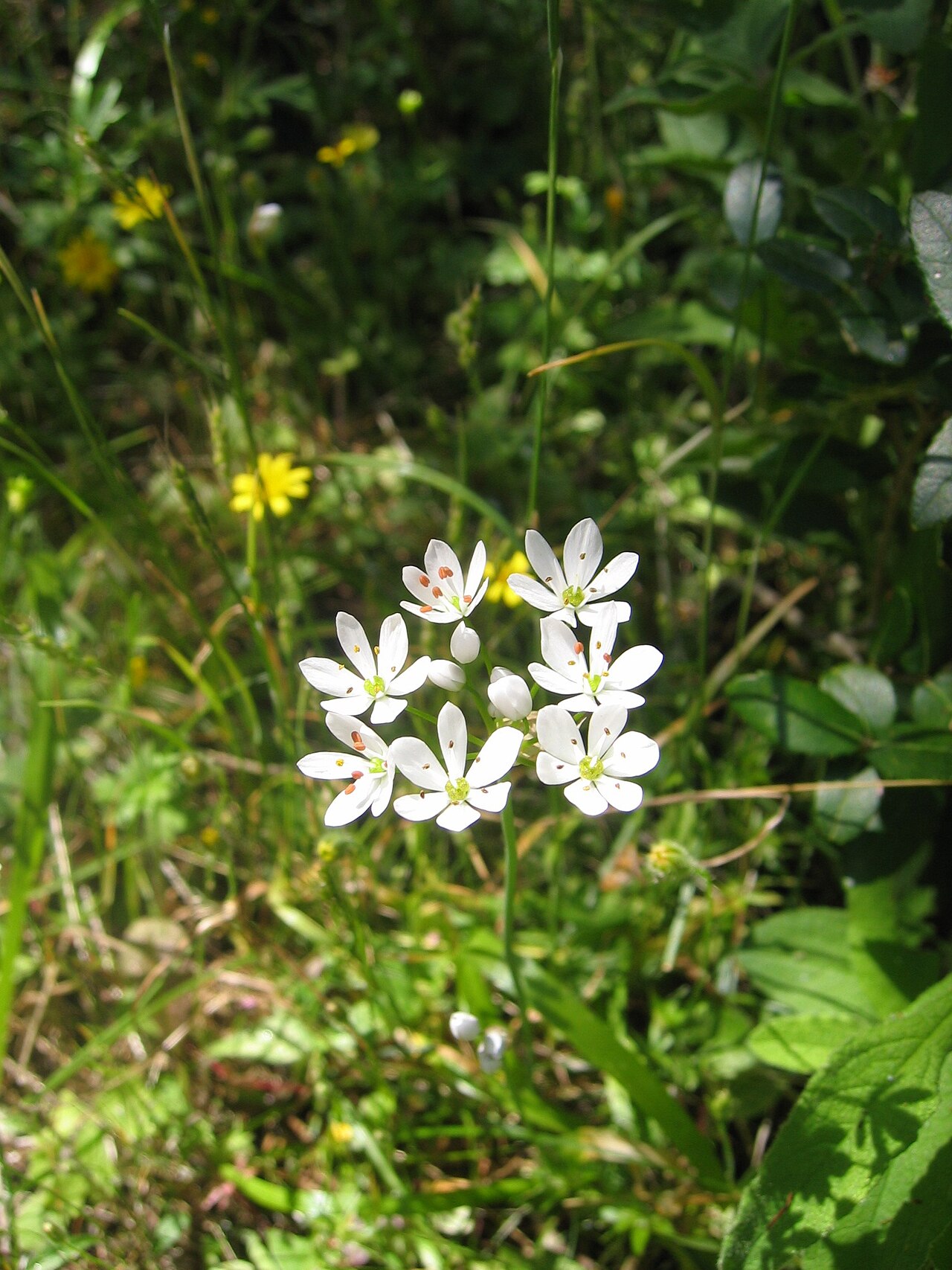 Hairy garlic (Allium subhirsutum)