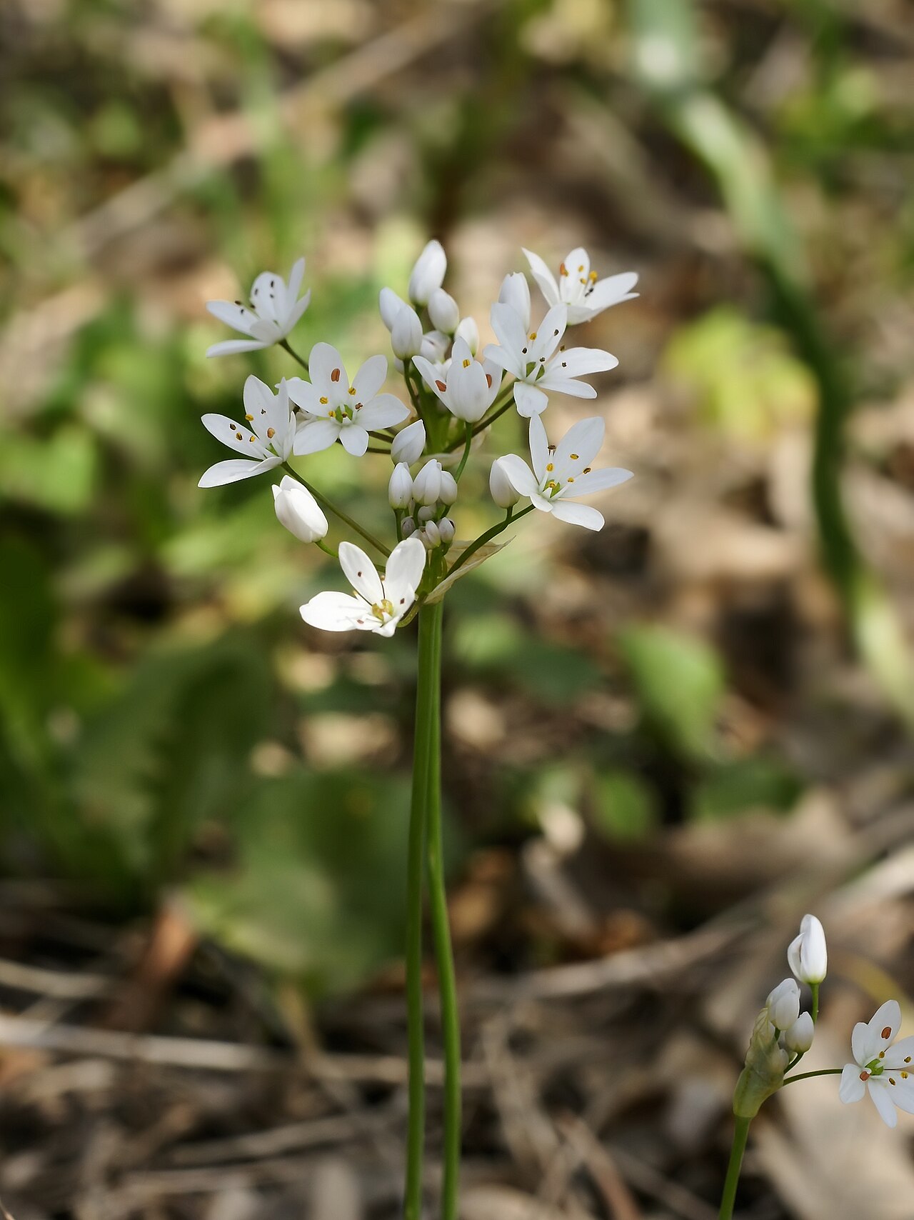 Hairy garlic: Hairy Garlic, close to Torregrande, Sardinia, Italy