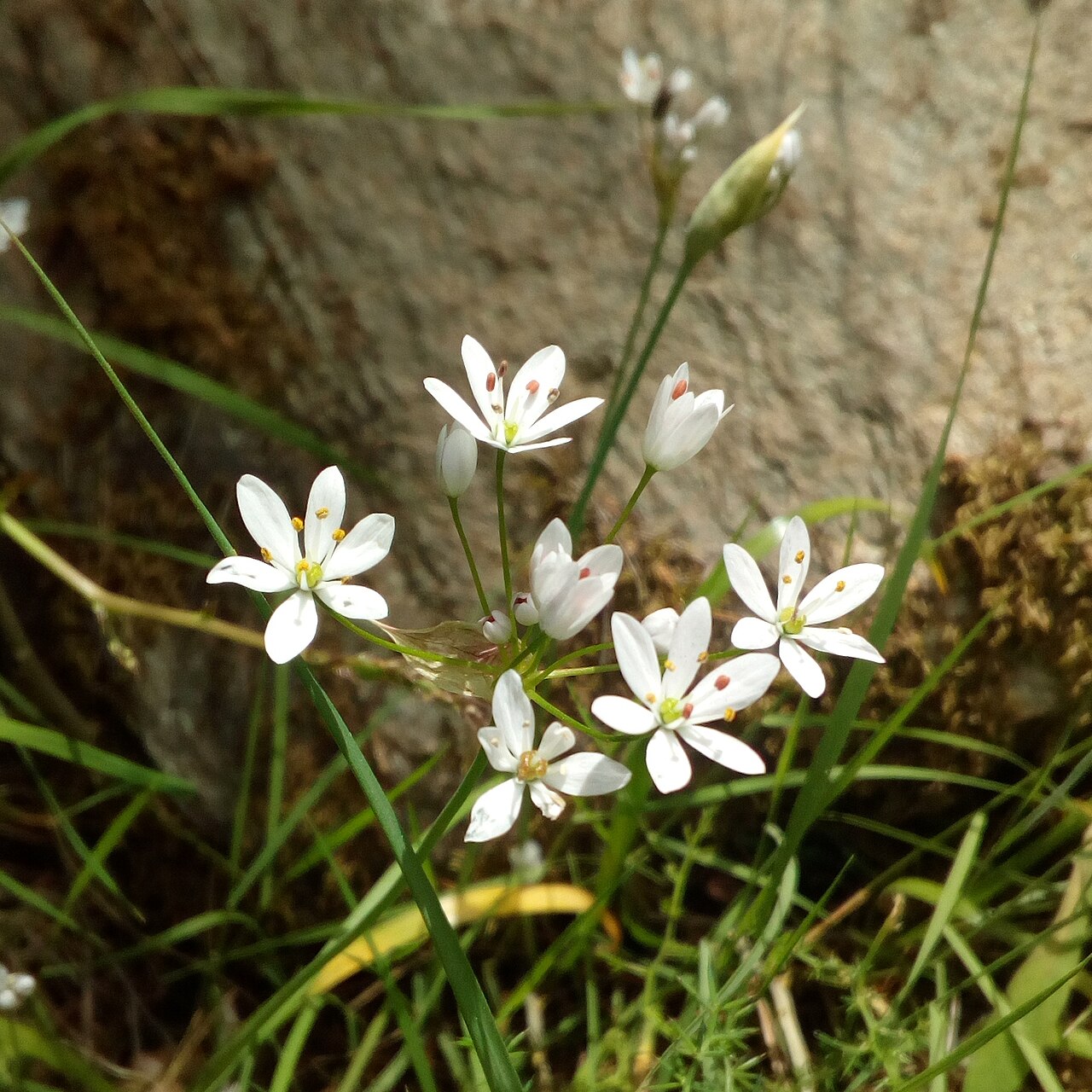 Hairy garlic: Allium subhirsutum