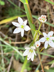 Hairy garlic (Allium subhirsutum)