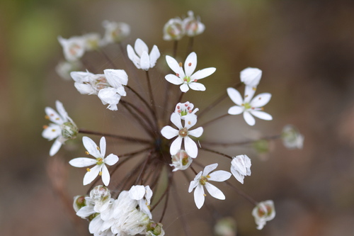 Hairy garlic (Allium subhirsutum)