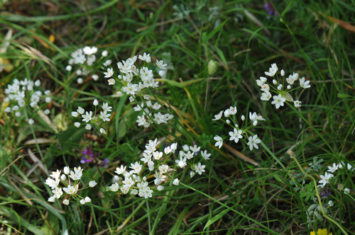 Hairy garlic (Allium subhirsutum)