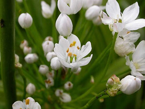 Hairy garlic: Allium subhirsutum, Saint-Quentin de Baron, Gironde, France