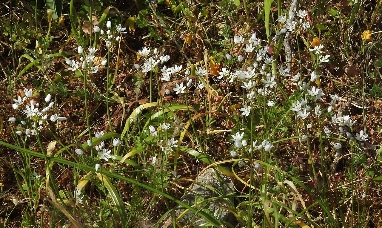 Hairy garlic: Hairy garlic ( Allium subhirsutum ) above Roussa Eklisia, Crete, Greece