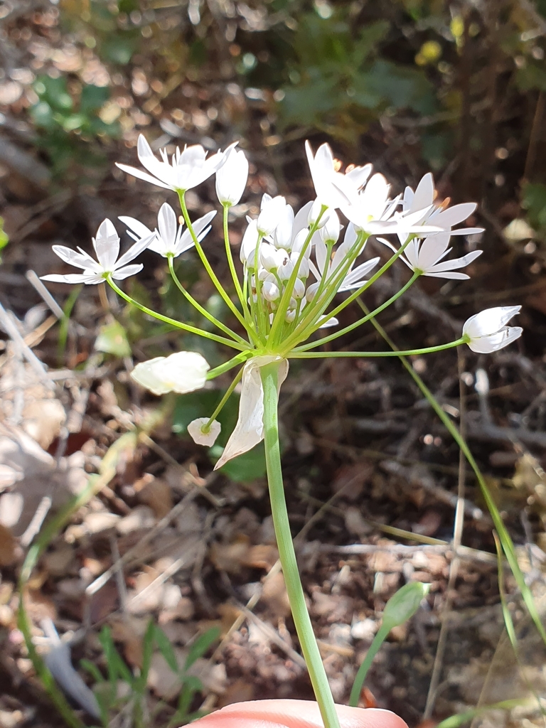 Hairy garlic (Allium subhirsutum)