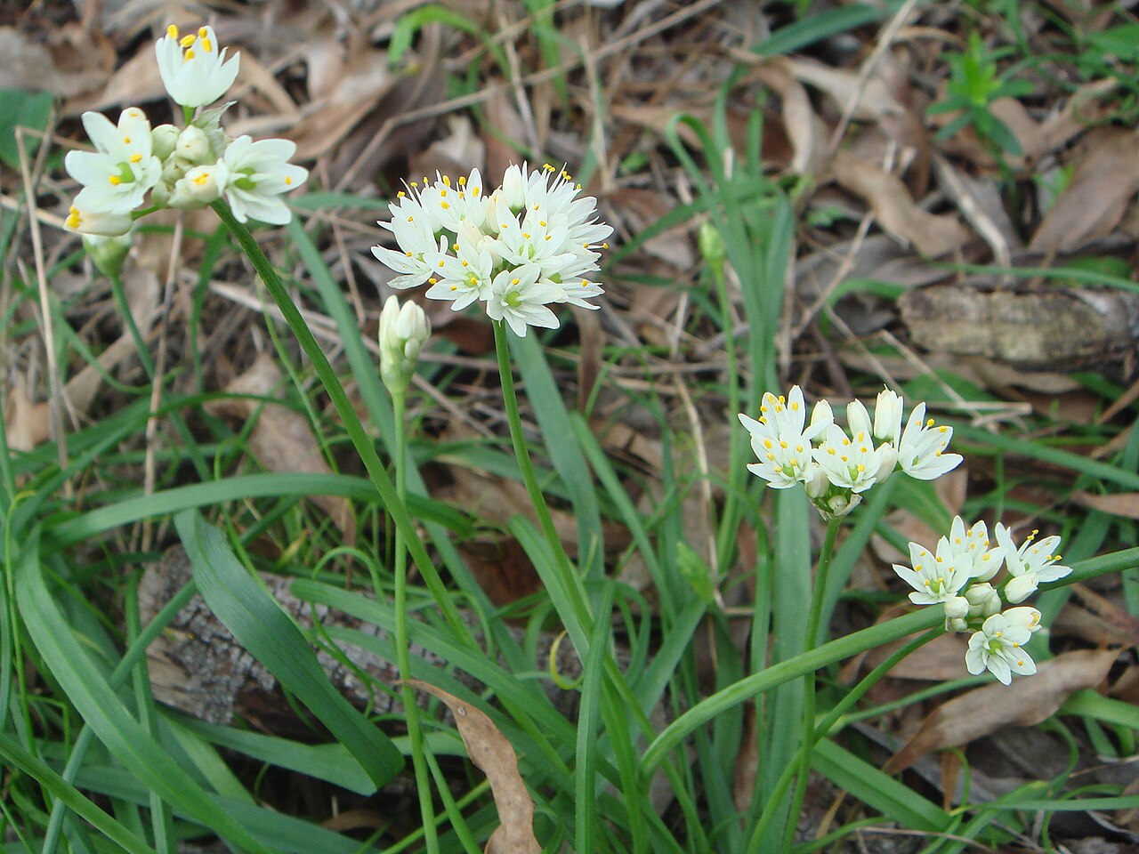 Allium subvillosum: Allium subvillosum , Chiclana (Cádiz) España