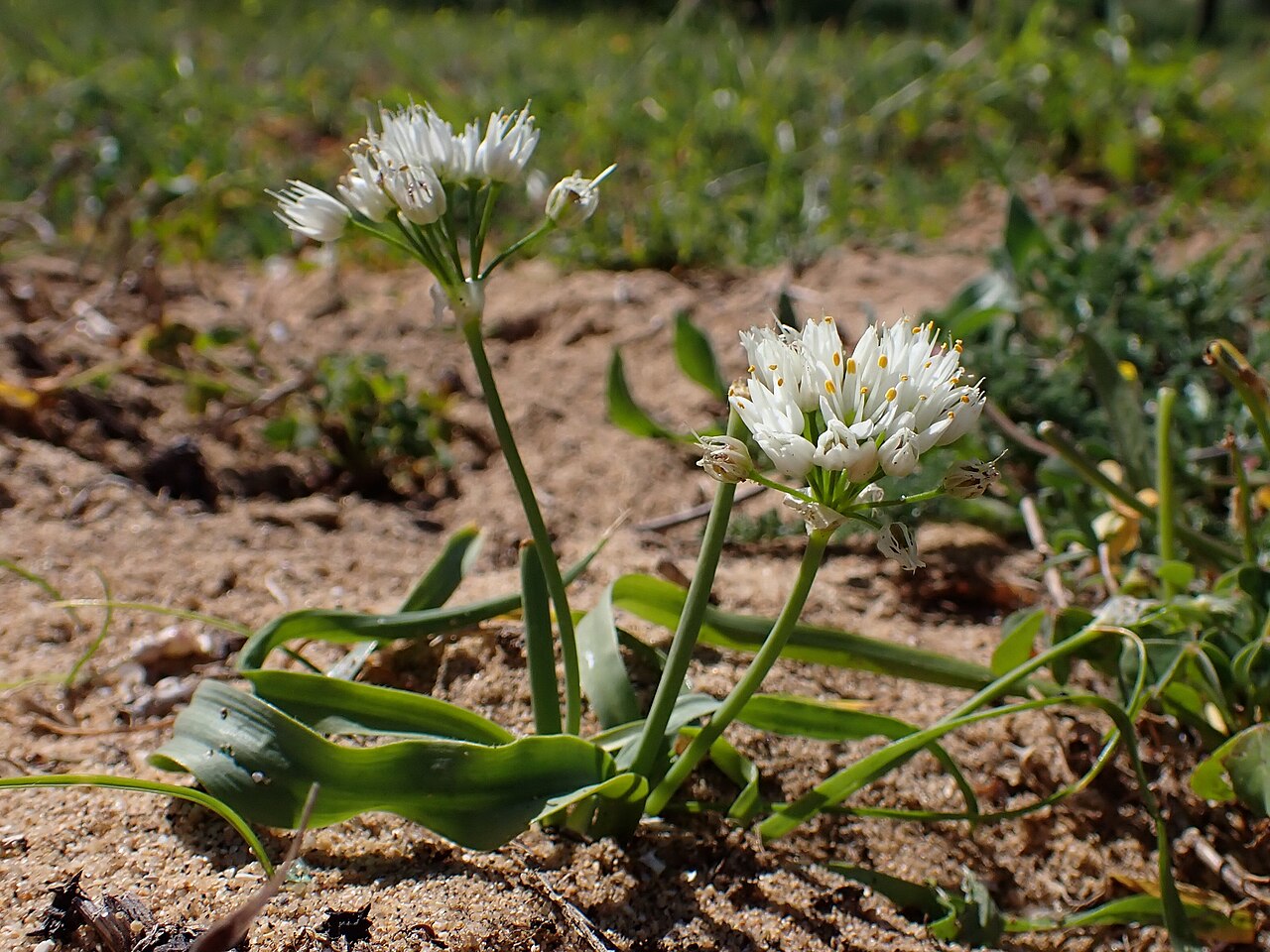 Allium subvillosum: Allium subvillosum at Lagoa dos Salgados in district Faro in Portugal